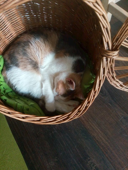 Rádai- petsitter Budapest vagy Állat szitter a kutyák cicák