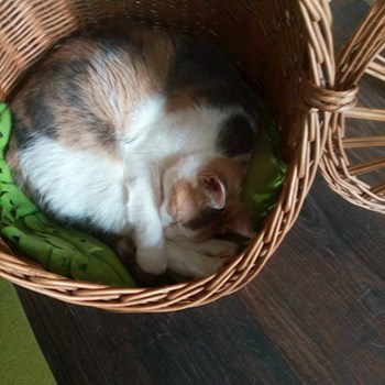 thumbnail petsitter Budapest vagy Állat szitter a kutyák cicák