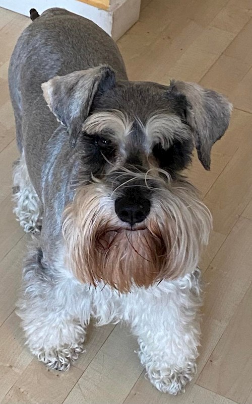 Malinda- petsitter Budapest vagy Állat szitter a kutyák cicák