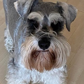 thumbnail petsitter Budapest vagy Állat szitter a kutyák cicák