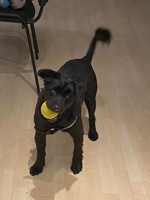 Malinda- petsitter Budapest vagy Állat szitter a kutyák cicák