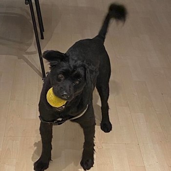 thumbnail petsitter Budapest vagy Állat szitter a kutyák cicák