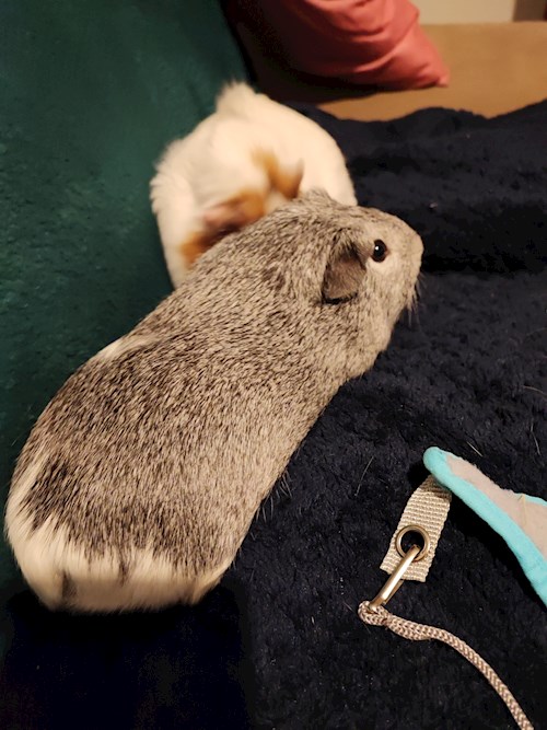 Kálócz- petsitter Veszprém or Pet nanny for dogs cats