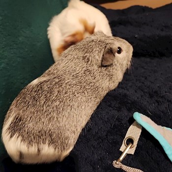 thumbnail petsitter Veszprém or pet nanny for dogs cats