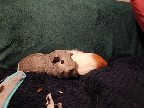 Kálócz- petsitter Veszprém or Pet nanny for dogs cats