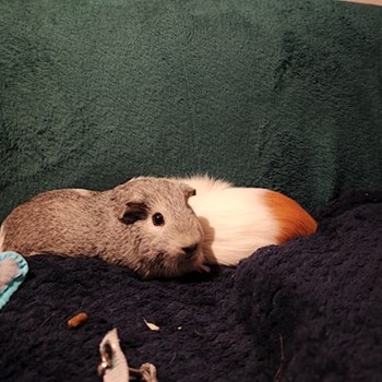 thumbnail petsitter Veszprém or pet nanny for dogs cats