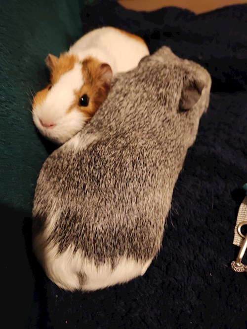 Kálócz- petsitter Veszprém or Pet nanny for dogs cats