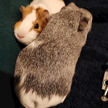 thumbnail petsitter Veszprém or pet nanny for dogs cats