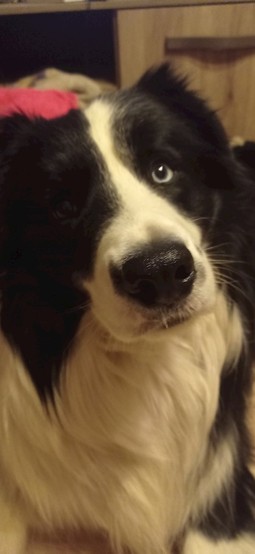 Simigyár- petsitter Miskolc or Pet nanny for dogs