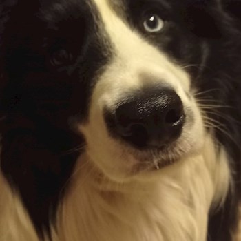 thumbnail petsitter Miskolc or pet nanny for dogs