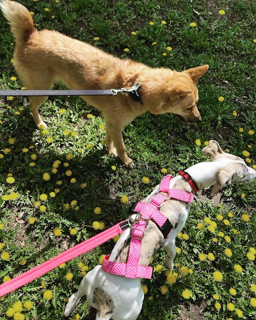Evelin- petsitter Budapest vagy Állat szitter a kutyák cicák 