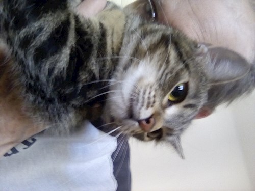 Rádai- petsitter Budapest vagy Állat szitter a kutyák cicák