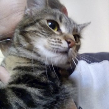 thumbnail petsitter Budapest vagy Állat szitter a kutyák cicák