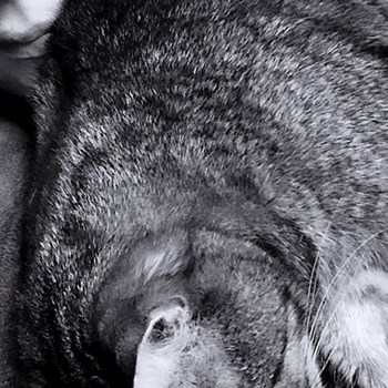 thumbnail petsitter Budapest or pet nanny for dogs cats