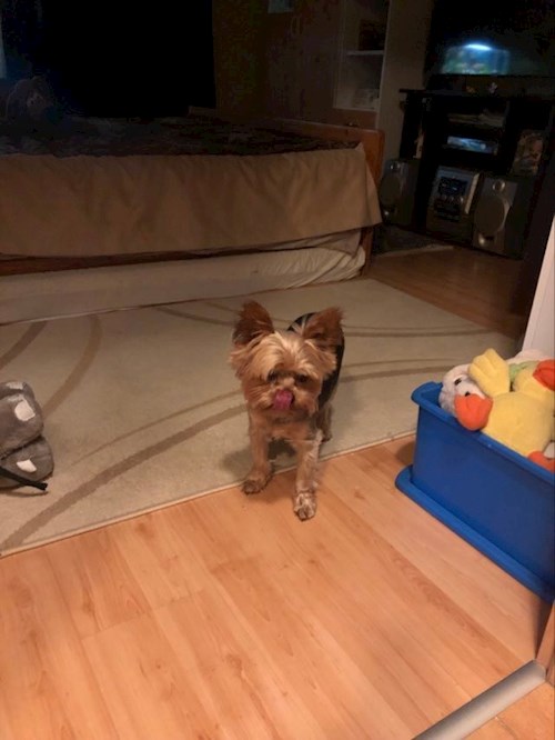 Kata- petsitter Budapest or Pet nanny for dogs cats