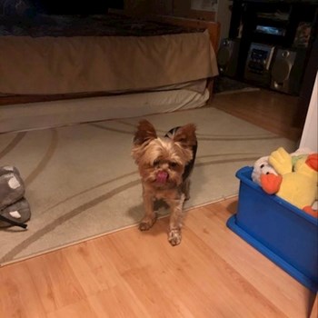 thumbnail petsitter Budapest or pet nanny for dogs cats