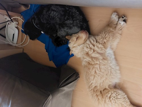 Kata- petsitter Budapest or Pet nanny for dogs cats