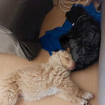 thumbnail petsitter Budapest or pet nanny for dogs cats