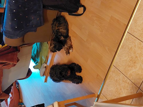 Kata- petsitter Budapest or Pet nanny for dogs cats