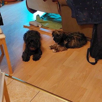 thumbnail petsitter Budapest or pet nanny for dogs cats