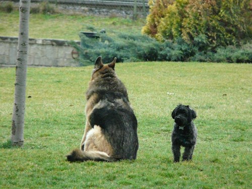 Kata- petsitter Budapest or Pet nanny for dogs cats