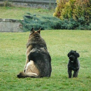 thumbnail petsitter Budapest or pet nanny for dogs cats