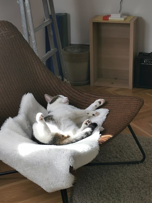 Tóth- petsitter Budapest or Pet nanny for dogs cats