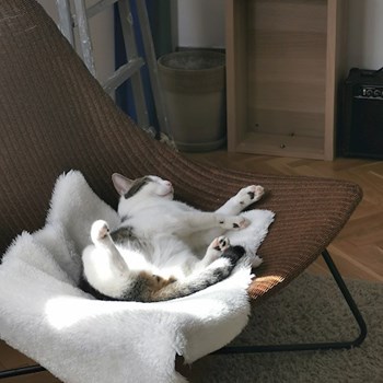 thumbnail petsitter Budapest or pet nanny for dogs cats