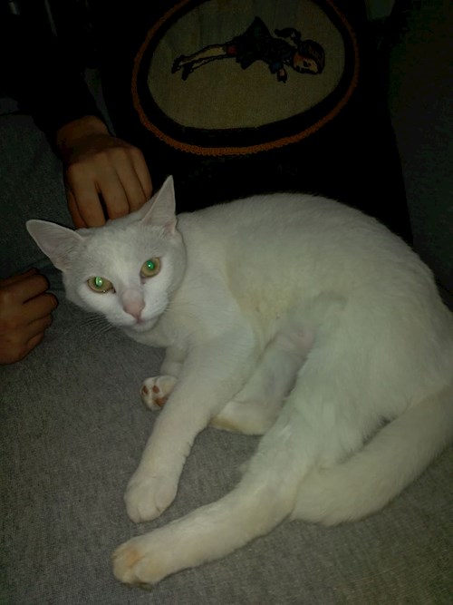 Szabó- petsitter Szeged vagy Állat szitter a kutyák cicák