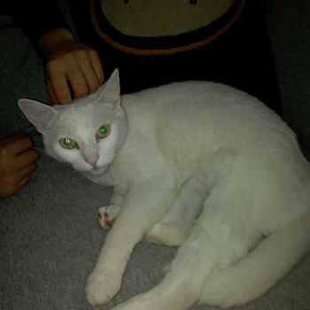 thumbnail petsitter Szeged vagy Állat szitter a kutyák cicák