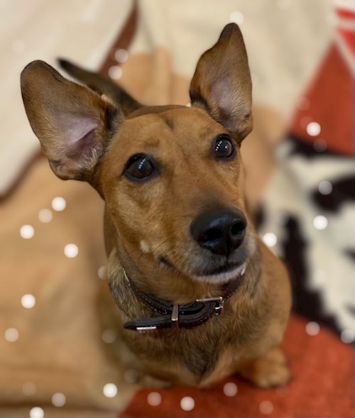 Malinda- petsitter Budapest vagy Állat szitter a kutyák cicák