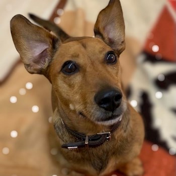 thumbnail petsitter Budapest vagy Állat szitter a kutyák cicák