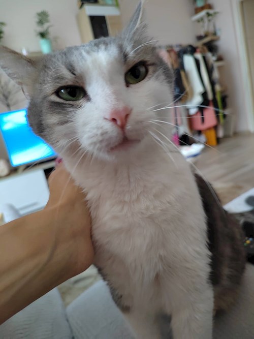 Tábori- petsitter Budapest or Pet nanny for cats