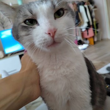 thumbnail petsitter Budapest or pet nanny for cats