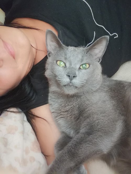 Tábori- petsitter Budapest or Pet nanny for cats