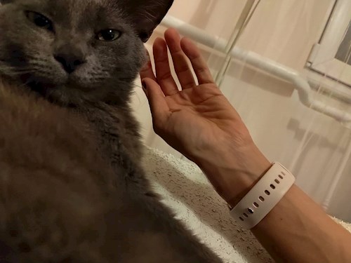 Tábori- petsitter Budapest or Pet nanny for cats