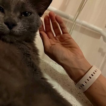 thumbnail petsitter Budapest or pet nanny for cats