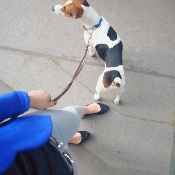 thumbnail petsitter Budapest or pet nanny for dogs cats 