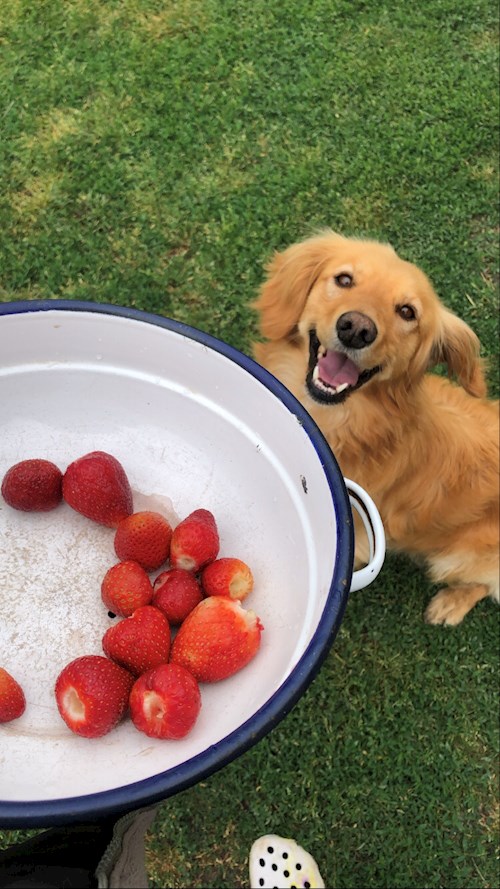 Adrienn- petsitter Budapest or Pet nanny for dogs cats