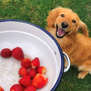 thumbnail petsitter Budapest or pet nanny for dogs cats