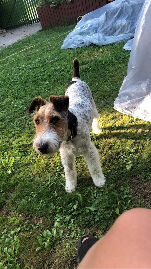 Adrienn- petsitter Budapest or Pet nanny for dogs cats