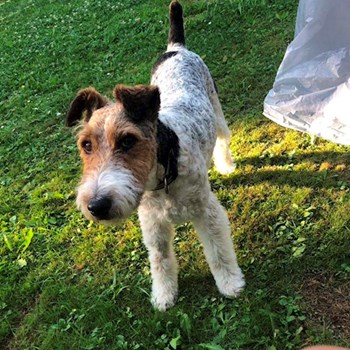 thumbnail petsitter Budapest or pet nanny for dogs cats