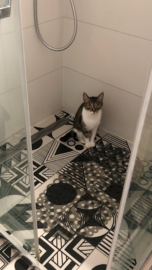 Adrienn- petsitter Budapest or Pet nanny for dogs cats