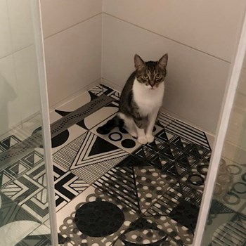 thumbnail petsitter Budapest or pet nanny for dogs cats