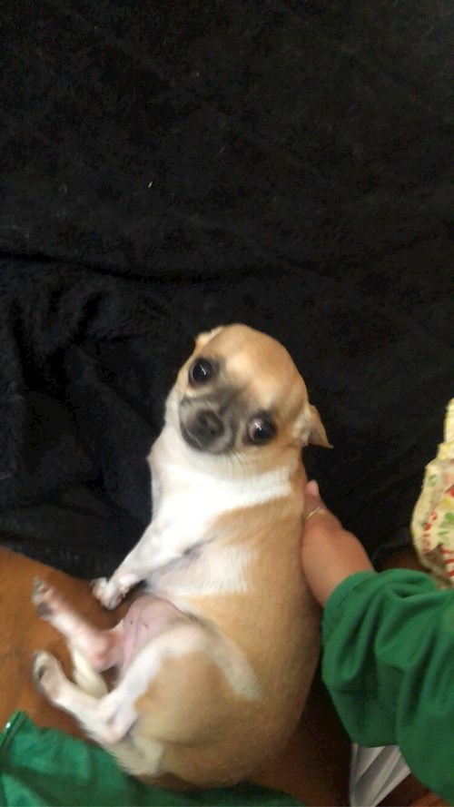 Adrienn- petsitter Budapest or Pet nanny for dogs cats