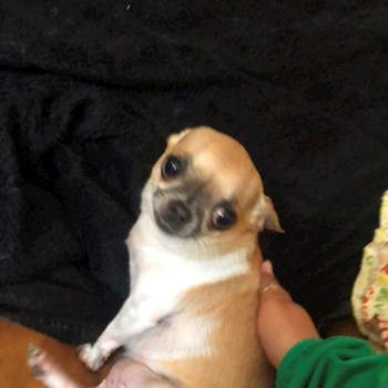 thumbnail petsitter Budapest or pet nanny for dogs cats