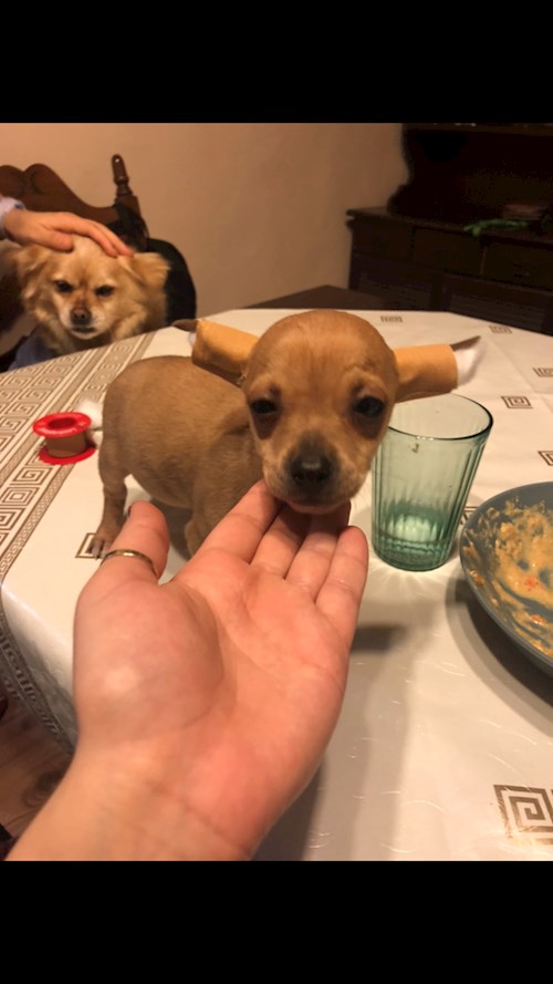 Adrienn- petsitter Budapest or Pet nanny for dogs cats