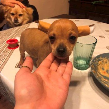 thumbnail petsitter Budapest or pet nanny for dogs cats