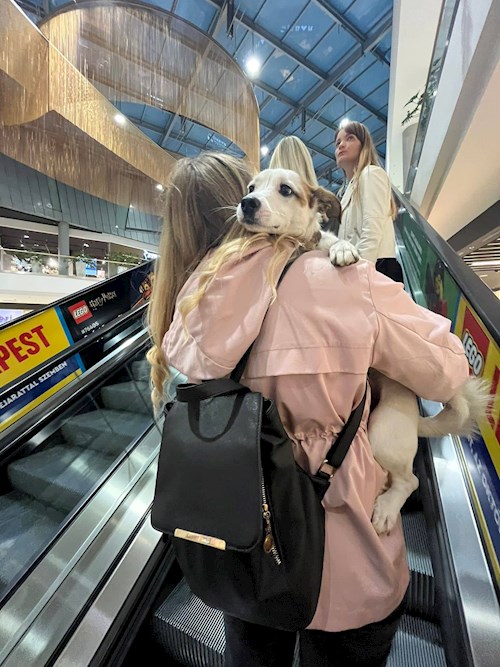 Maár- petsitter Budapest or Pet nanny for dogs