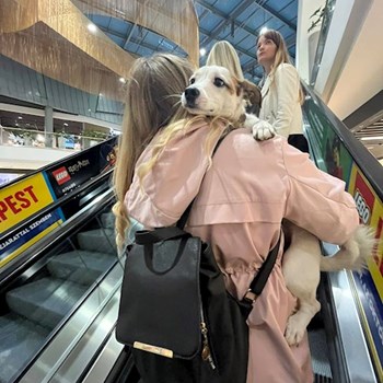 thumbnail petsitter Budapest or pet nanny for dogs